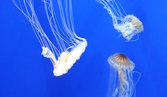 Three white jelly fish swimming in a bright blue ocean.