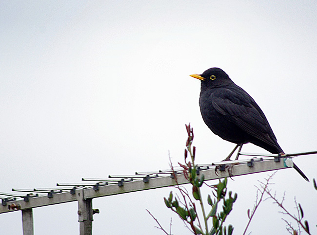 A blackbird perches on a branch.